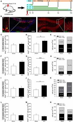 An Immune-CNS Axis Activates Remote Hippocampal Stem Cells Following Spinal Transection Injury